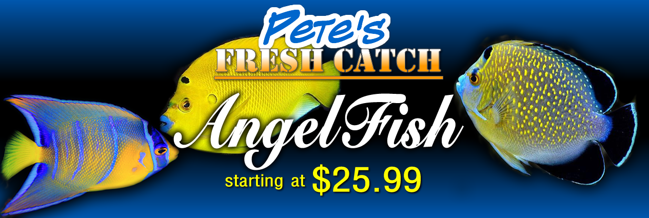 Pete's Aquariums & Fish