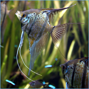 Assorted Freshwater Angelfish