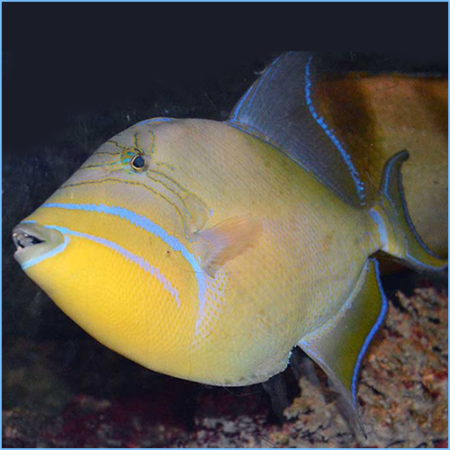 Atlantic Queen Triggerfish or Queen Trigger