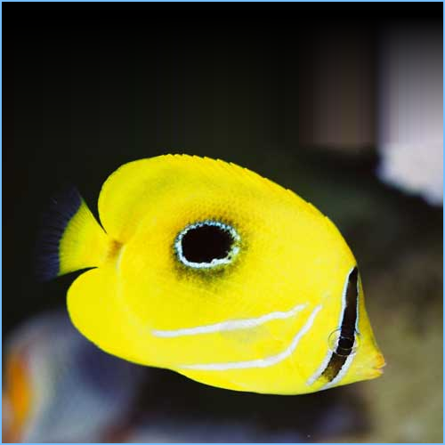 Bennetti Butterflyfish or Bluelashed Butterflyfish