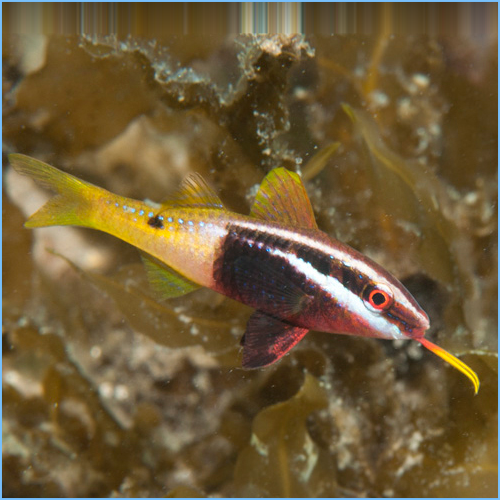Bicolor Goatfish or Dash & Dot Goatfish