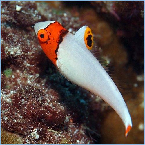Bicolor Parrotfish or Bumphead Parrotfish