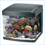 Pete's Aquariums & Fish | Saltwater Fish, Aquariums, Tropical Fish ...