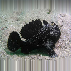 Black Spotted Anglerfish or Blotched Anglerfish