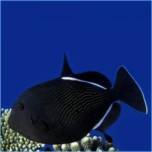 Black Durgon Triggerfish