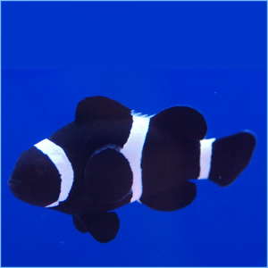 Black Percula Clownfish or Black False Percula Clownfish