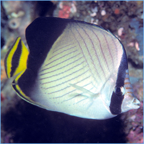 Blackened Butterfly Fish