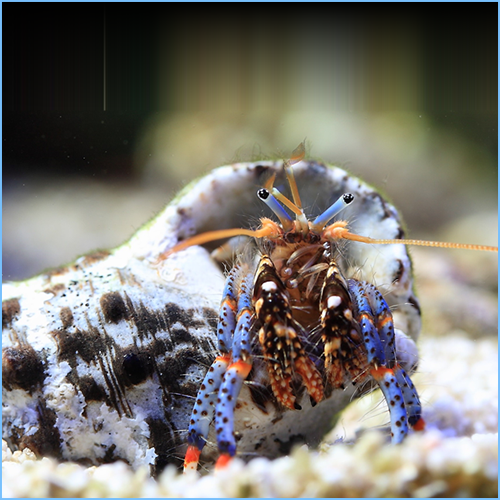 Blue Leg Hermit Crab or Tricolor Hermit Crab