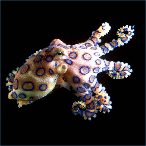 Blue-Ringed Octopus