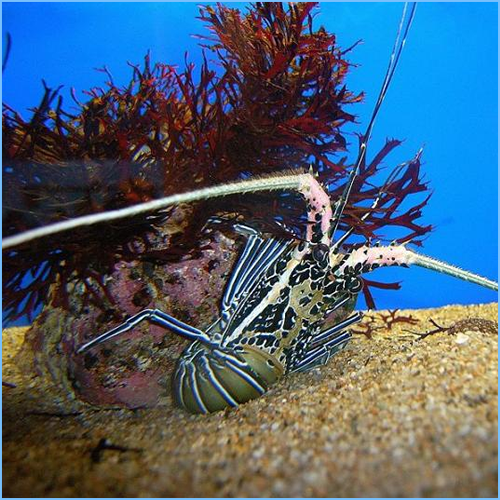Blue Spiny Lobster or Painted Rock Lobster