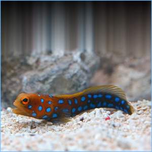 Blue-Spotted Jawfish