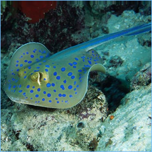 Blue Spotted Stingray Fish