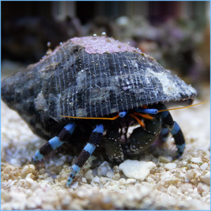 Blue Stripe Hermit Crab