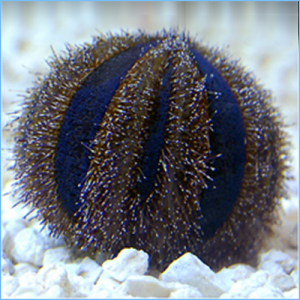 Blue Tuxedo Urchin