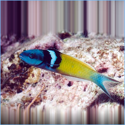 Bluehead Wrasse Fish or Blue-Headed Wrasse