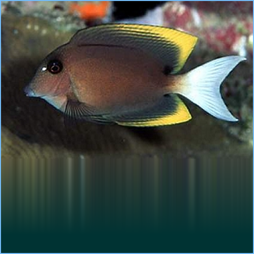 Bristletooth Tomini Tang or Tomini Surgeonfish