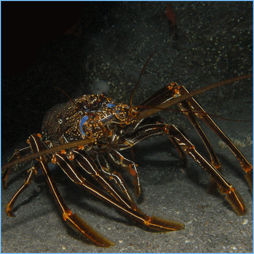 Brown Spiny Lobster