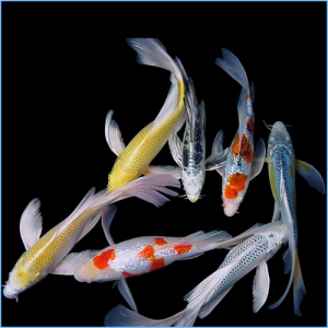 Koi Fish for Garden Ponds and Water Arboretums