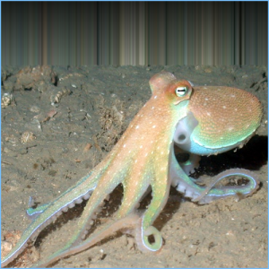 Caribbean Octopus