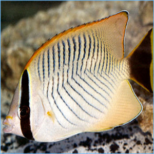 Chevron Butterflyfish or Triangulate Butterflyfish