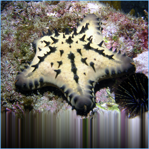 Chocolate Chip Sea Star or Horned Sea Star