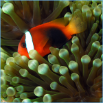 Clownfish | Pete's Aquariums & Fish