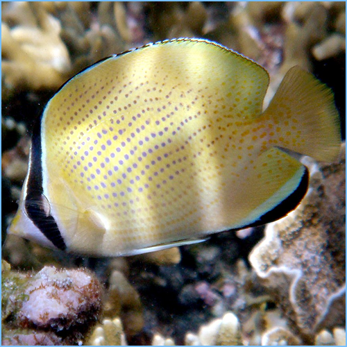 Citron Butterflyfish or Speckled Butterflyfish