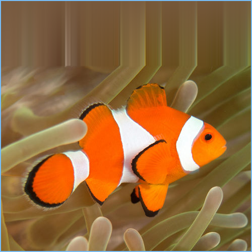 Clown Anemonefish or False Percula Clownfish