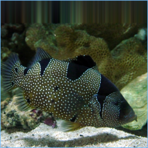 Clown Grouper Fish or Spotted Soapfish