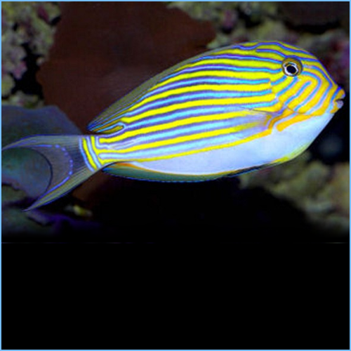 Clown Tang Fish or Clown Surgeonfish