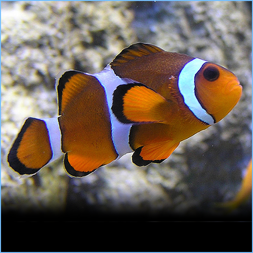 Clownfish or Anemonefish