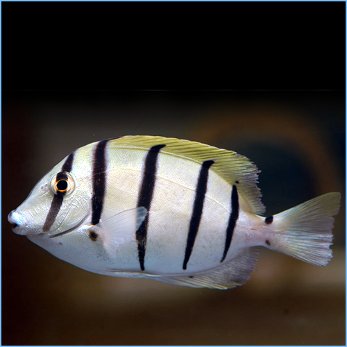 Convict Tang Fish or Convict Surgeonfish