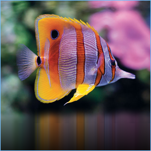 Copperband Butterflyfish or Beaked Coral Fish