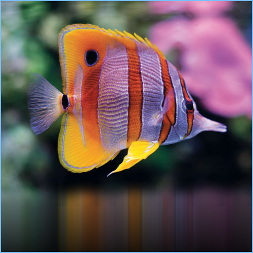 Butterfly Fish, Feed and Grow Fish Wikia