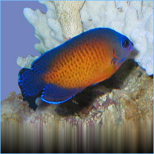 Coral Beauty Angelfish or Twospined Angelfish