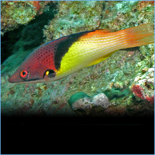 Coral Eclipse Hogfish