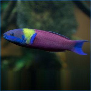 Paddlefin Wrasse Fish or Cortez Rainbow Wrasse