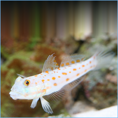 Diamond Watchman Goby or Orangespotted Sleeper Goby