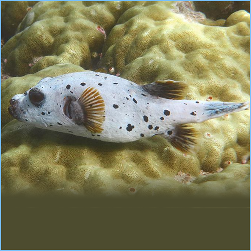 Dog Face Pufferfish or Yellowbelly Dogface Puffer