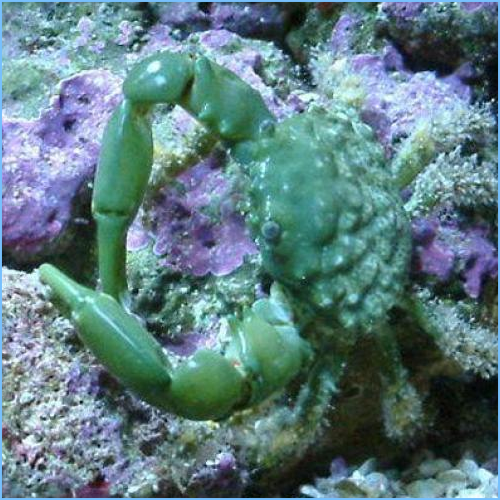 Emerald Crab or Green Clinging Crab