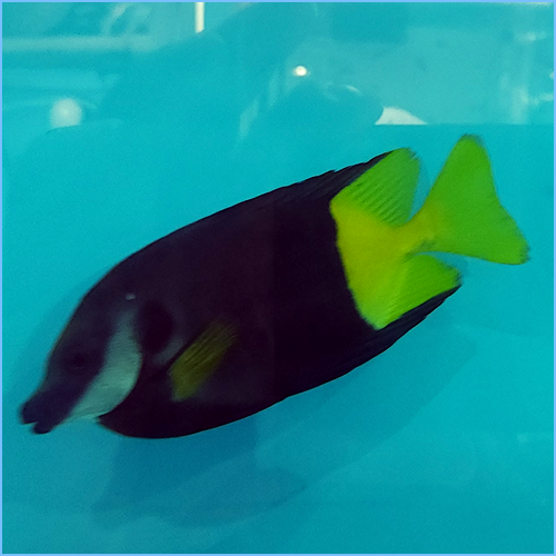 Fiji Bicolor Foxface Rabbitfish