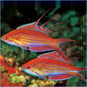Filamented Flasher Wrasse or Whip-fin Fairy Wrasse