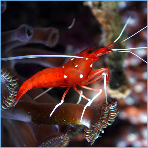 Fire Blood Shrimp or Scarlet Cleaner Shrimp