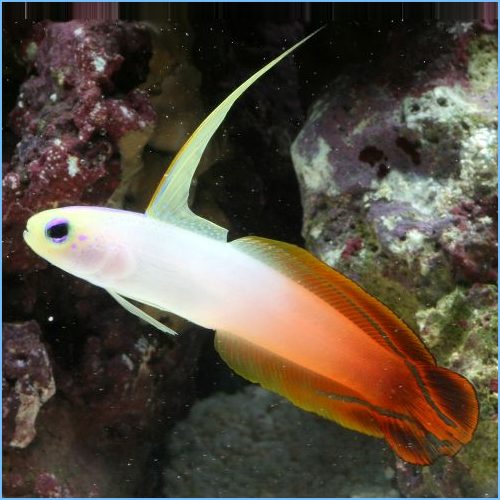 Firefish Goby or Magnificent Fire Dartfish