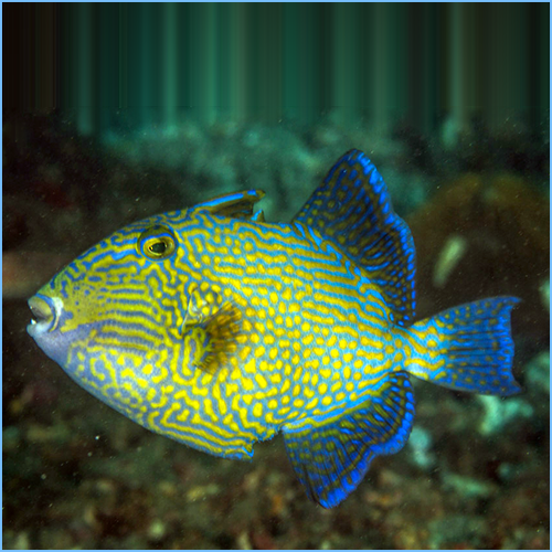 Bluelined Fuscus Triggerfish
