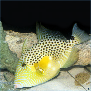 Gold Heart Triggerfish or Bluespotted Triggerfish