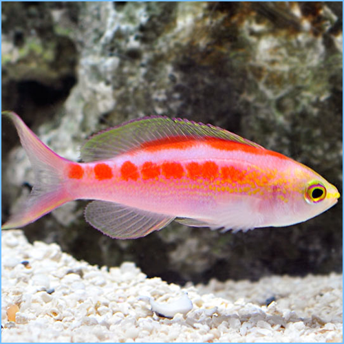 Golden Anthia or Central Pacific Anthia Fish