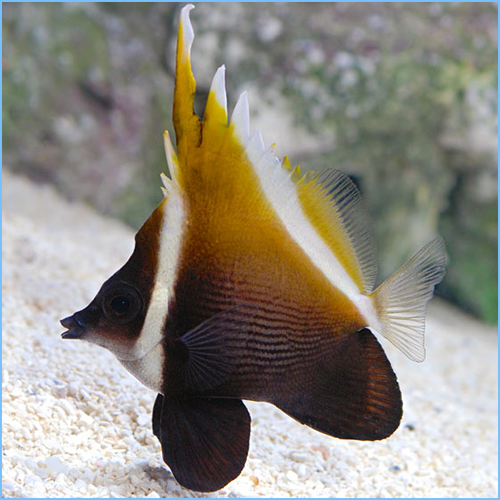 Heniochus Brown Butterflyfish or Humphead Bannerfish
