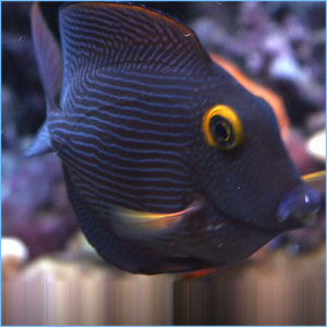 Kole Tangfish or Goldring Surgeonfish