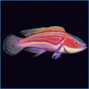 Labout's Fairy Wrasse or Labouti Wrasse